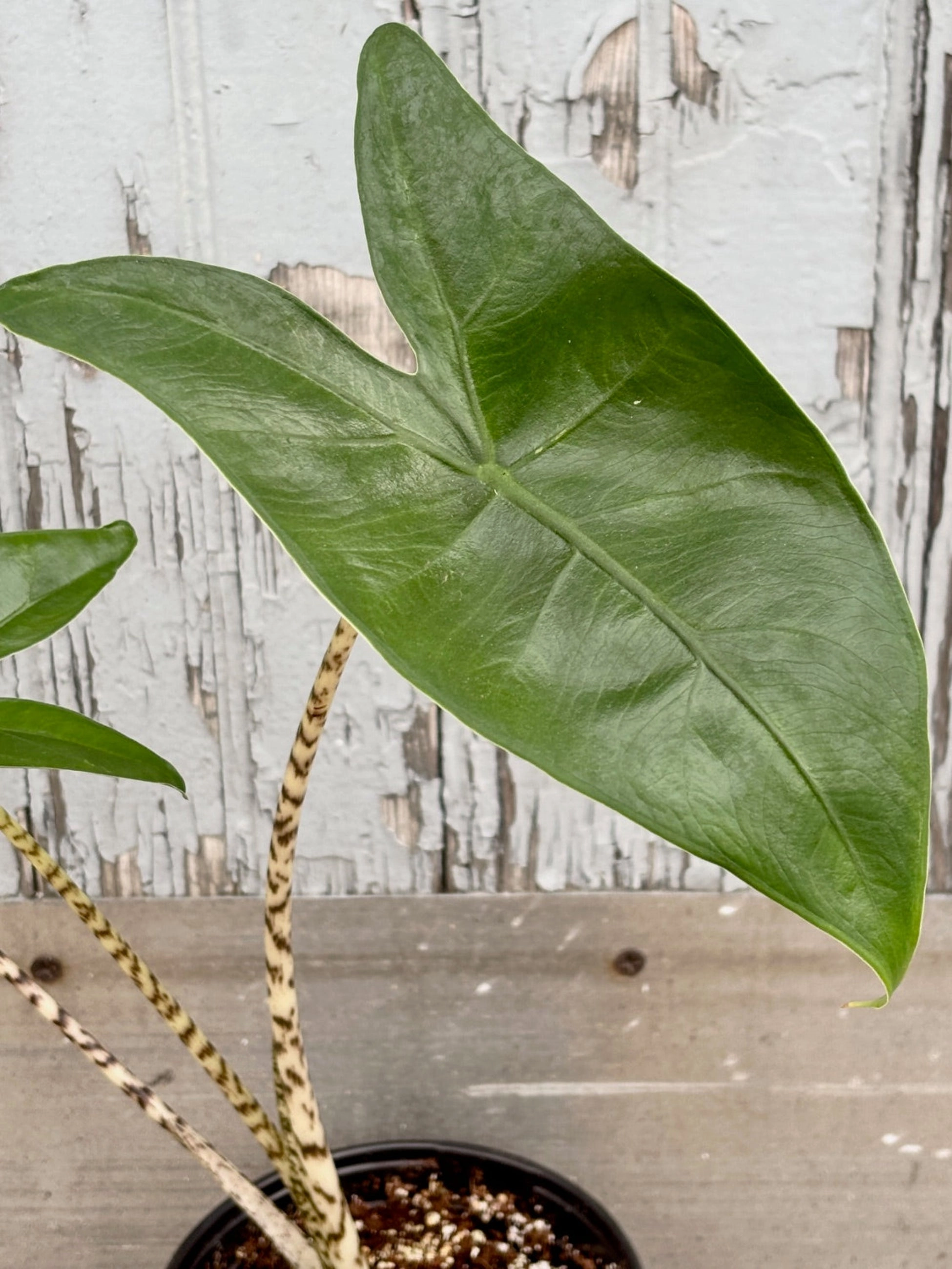 Alocasia zebrina  6"