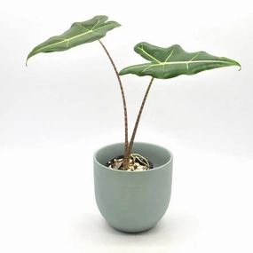 Alocasia zebrina 'Sarian' large flower pot  