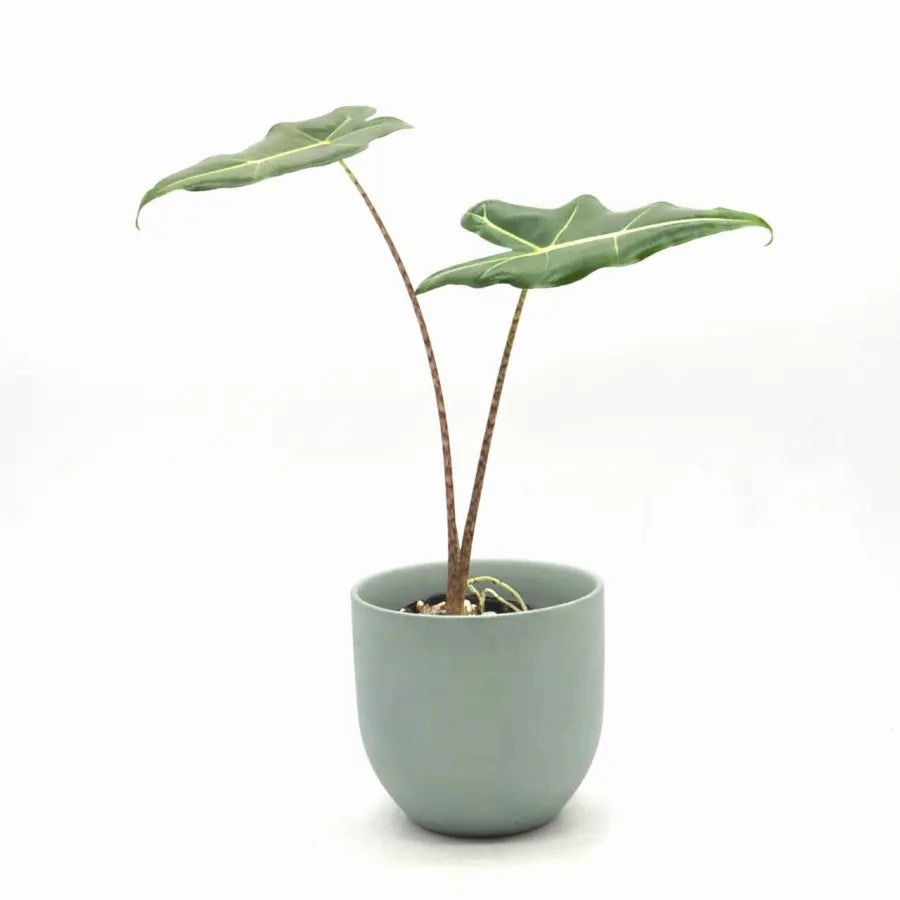 Alocasia zebrina 'Sarian'