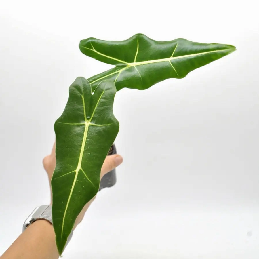 Alocasia zebrina 'Sarian'