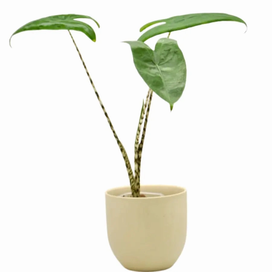 Alocasia zebrina large flower pot  