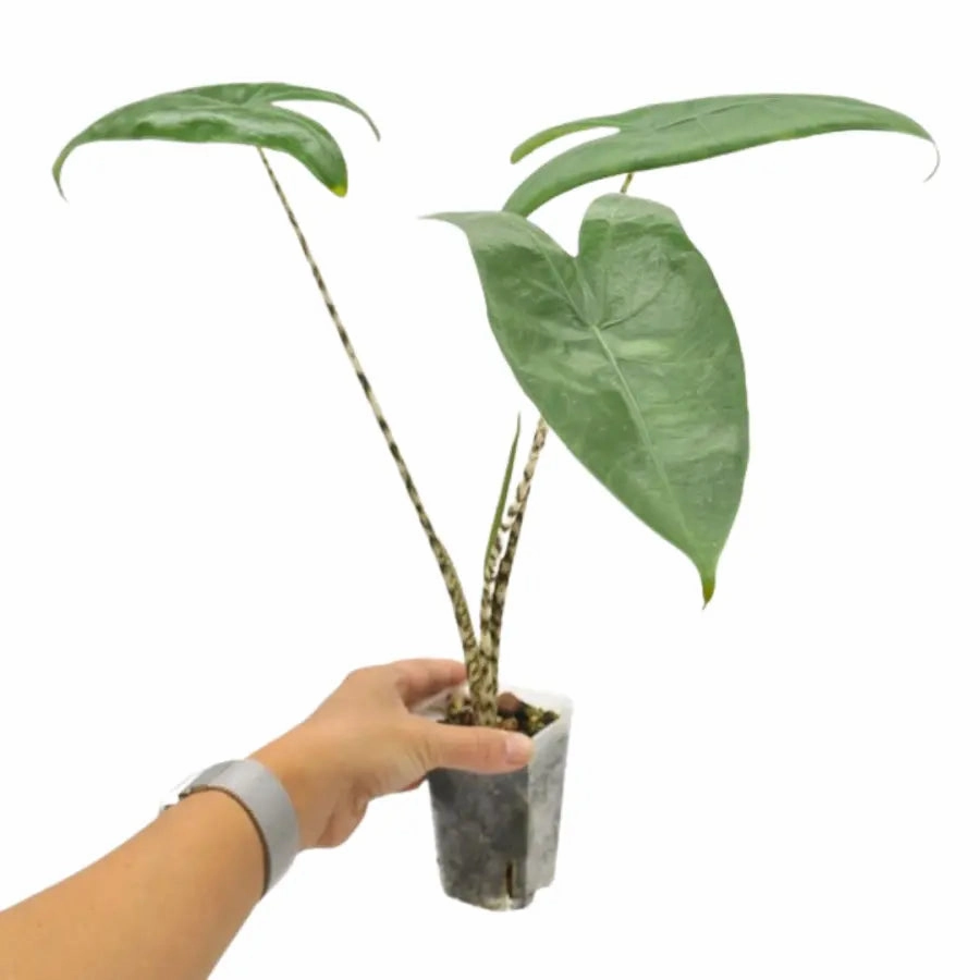 Alocasia zebrina