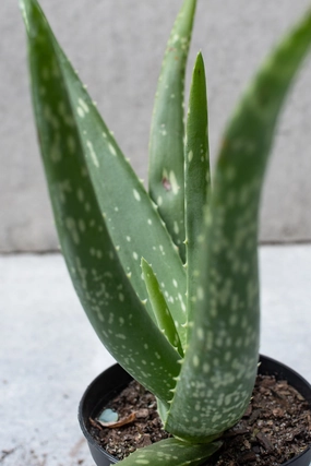 Aloe barbadensis 4" medium flower pot  