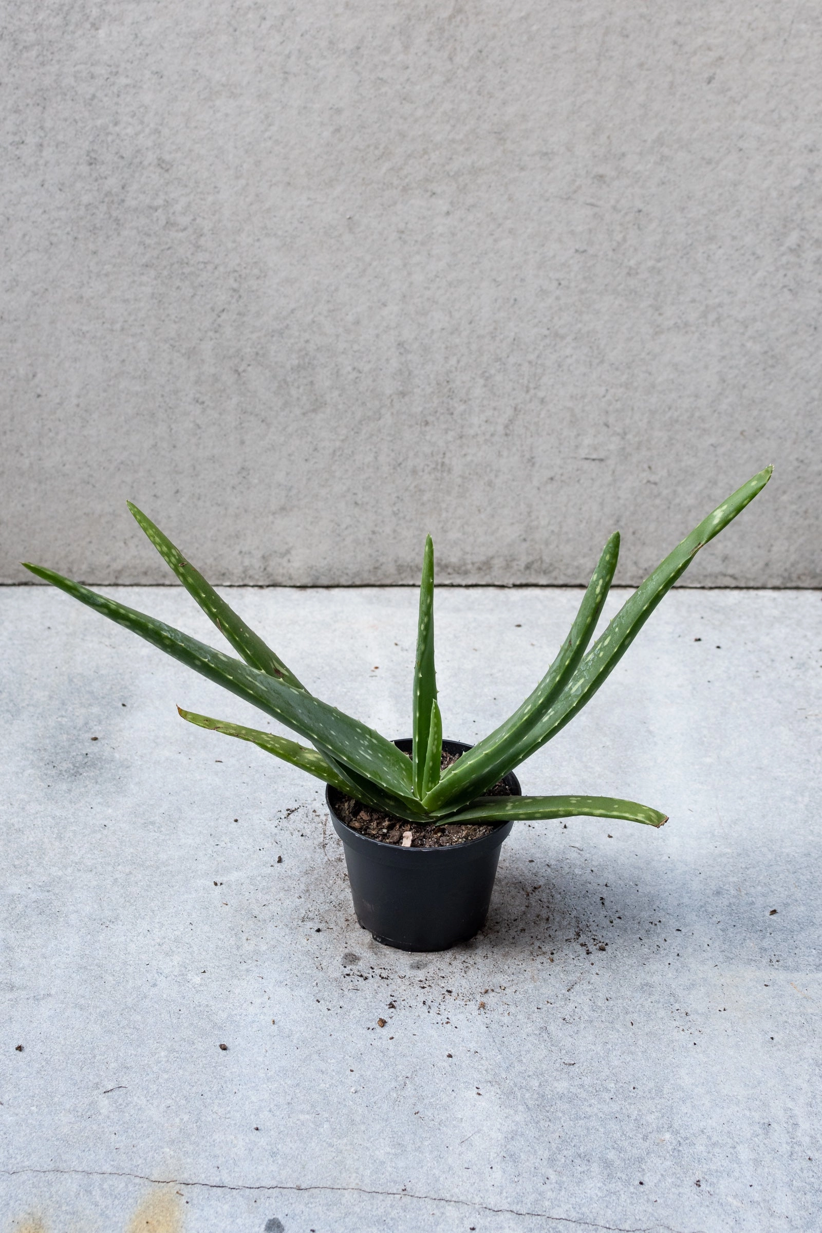 Aloe barbadensis 4"