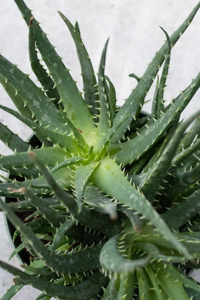 Aloe humilis "Hedgehog" 6" medium flower pot  