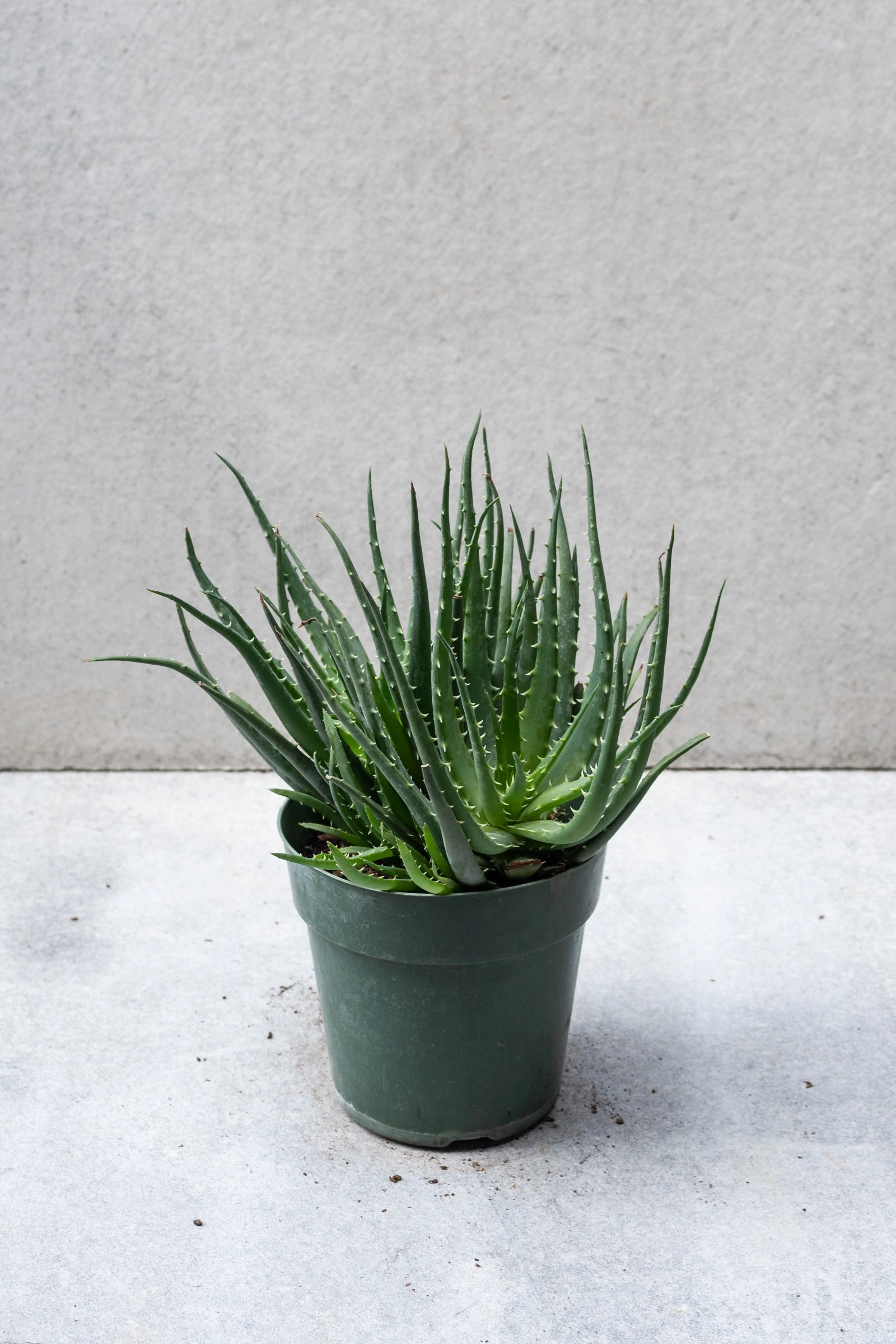 Aloe humilis "Hedgehog" 6"