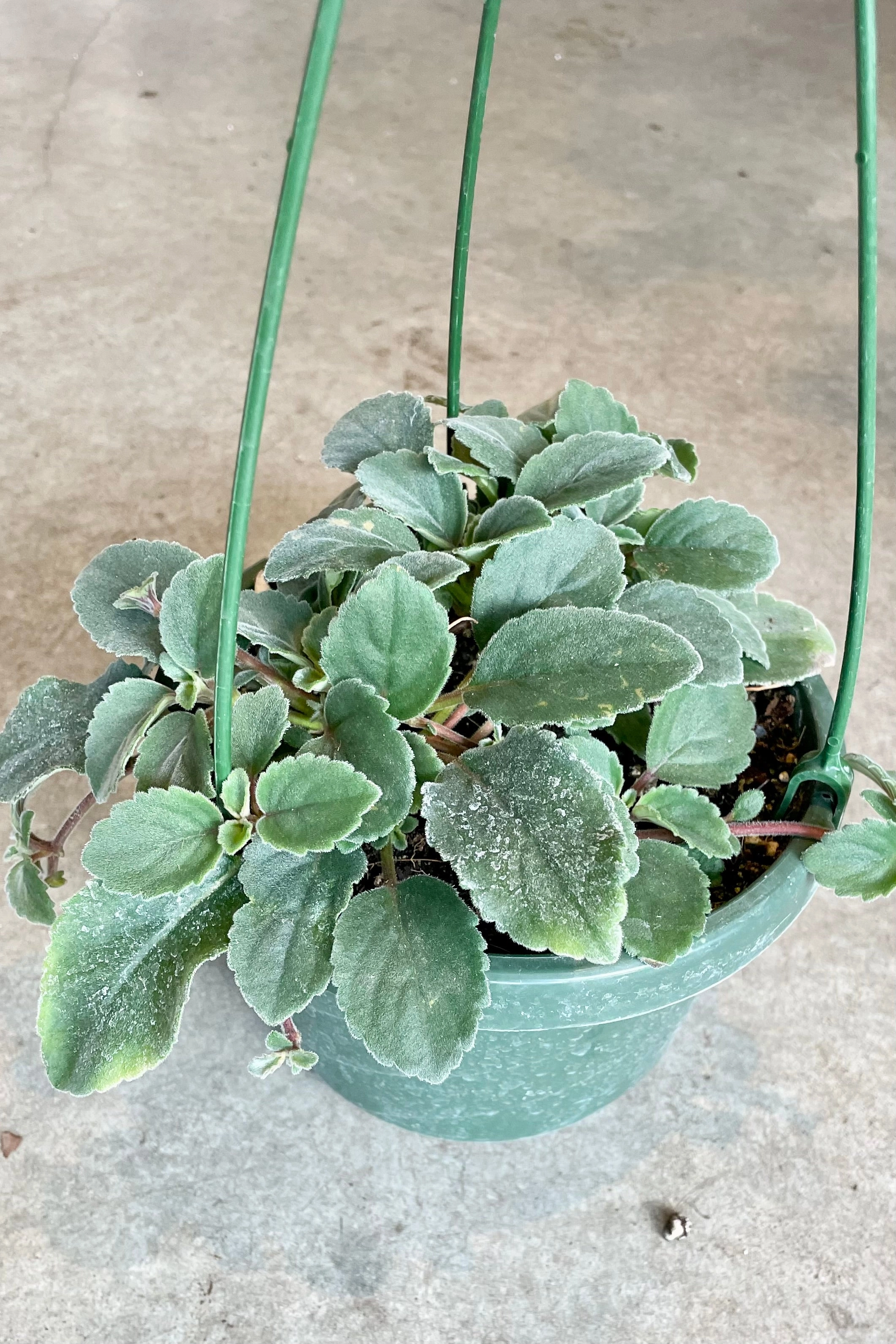 Alsobia dianthiflora 6"