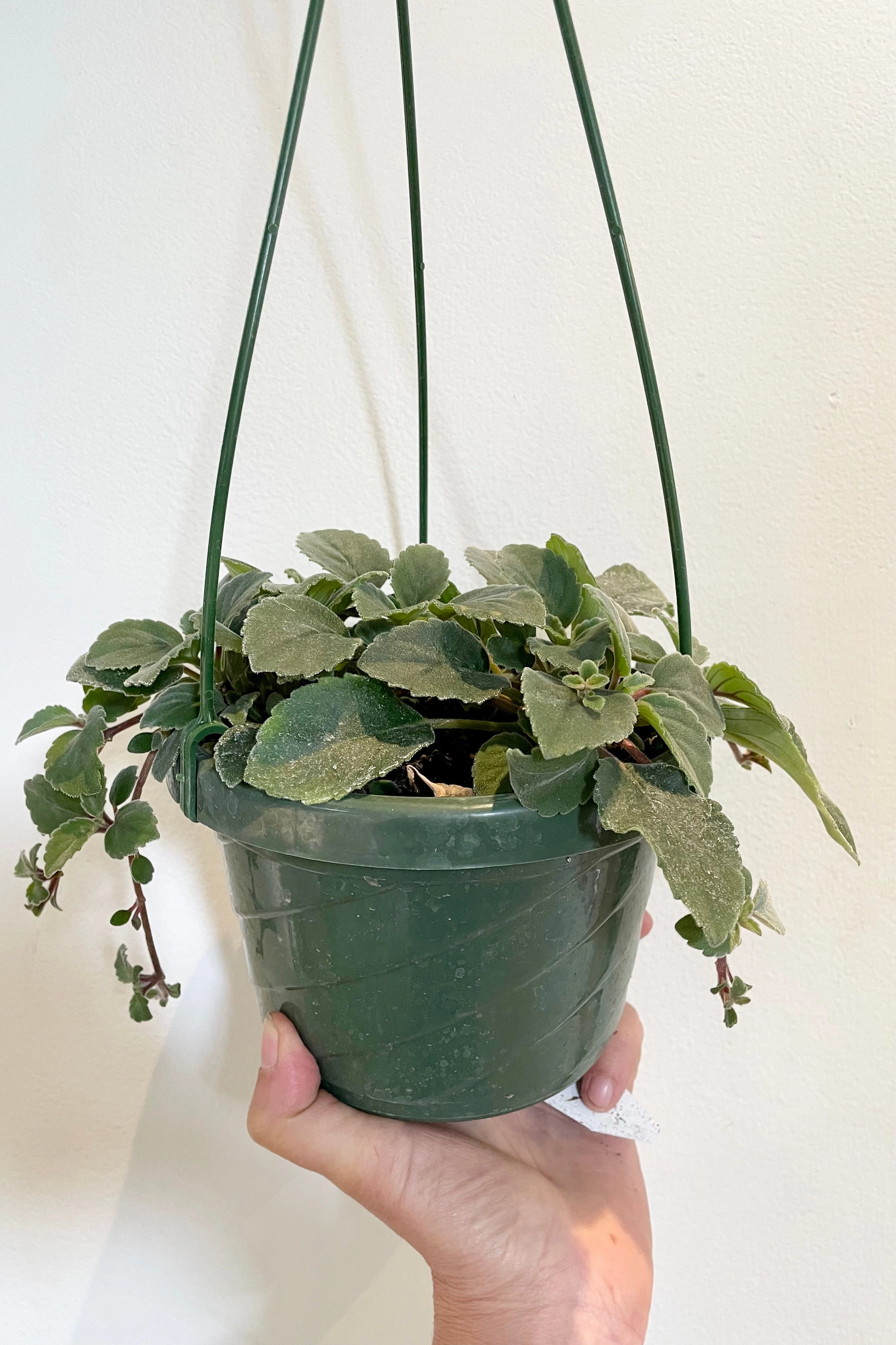 Alsobia dianthiflora 6"