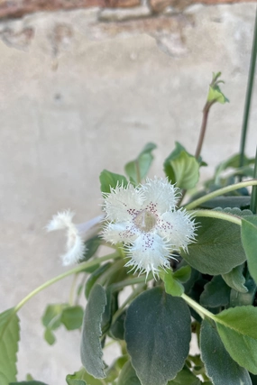 Alsobia dianthiflora 6" medium flower pot  