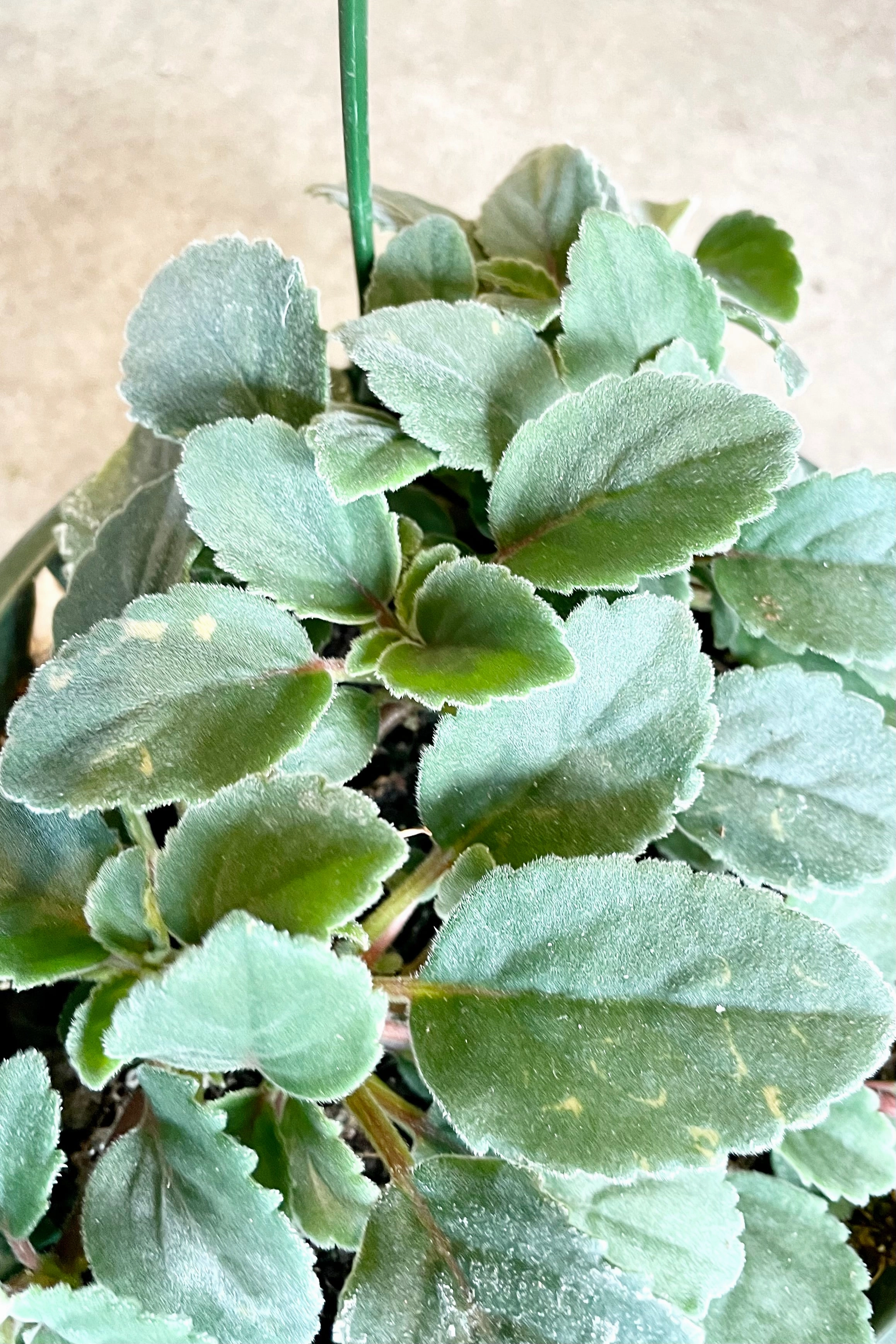 Alsobia dianthiflora 6"