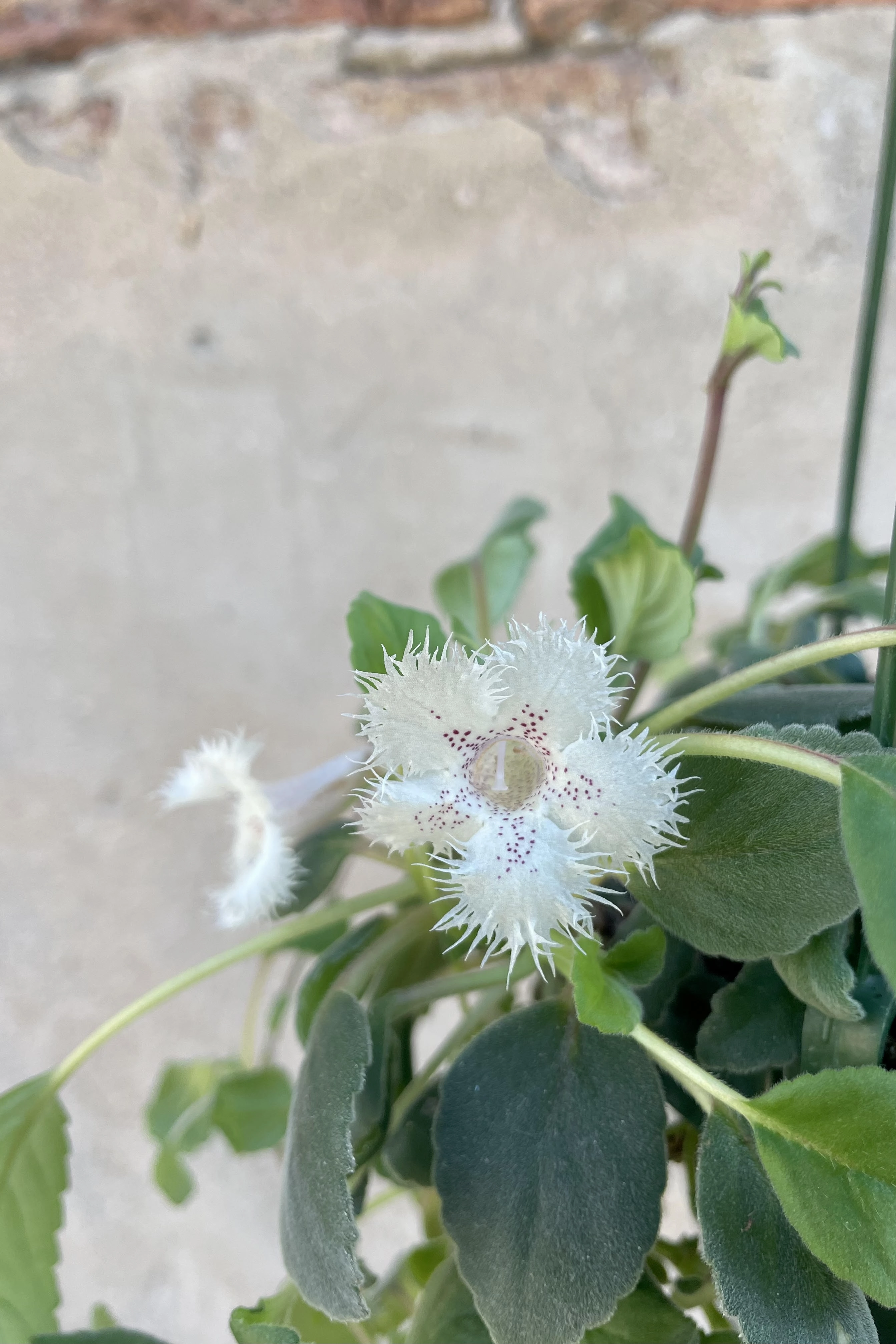 Alsobia dianthiflora 6" medium flower pot  