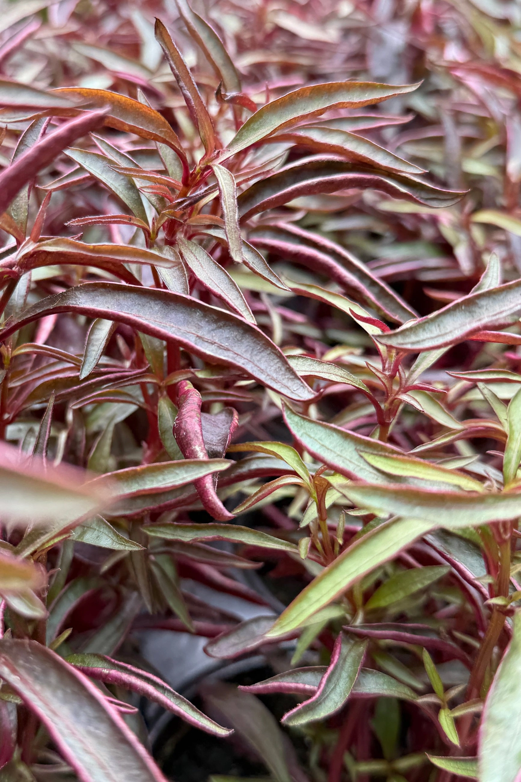 Alternanthera (assorted) 4" decorative flowerpot  