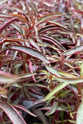 Alternanthera (assorted) 4" decorative flowerpot  