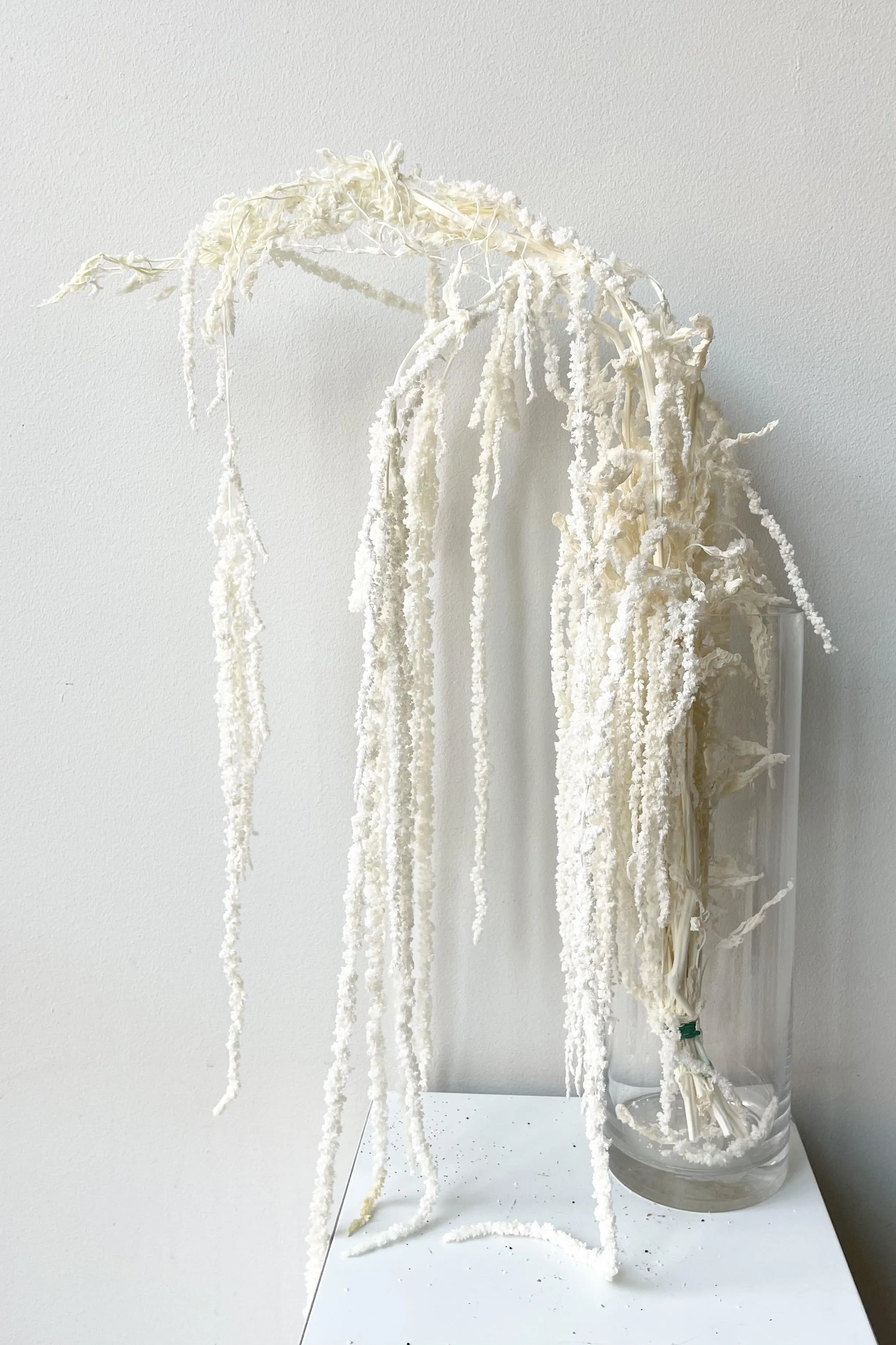 Amaranthus Bleached Pastel Preserved Bunch indoor houseplants  