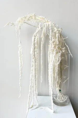 Amaranthus Bleached Pastel Preserved Bunch indoor houseplants  
