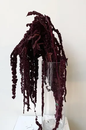 Amaranthus Burgundy Color Preserved Bunch indoor houseplants  