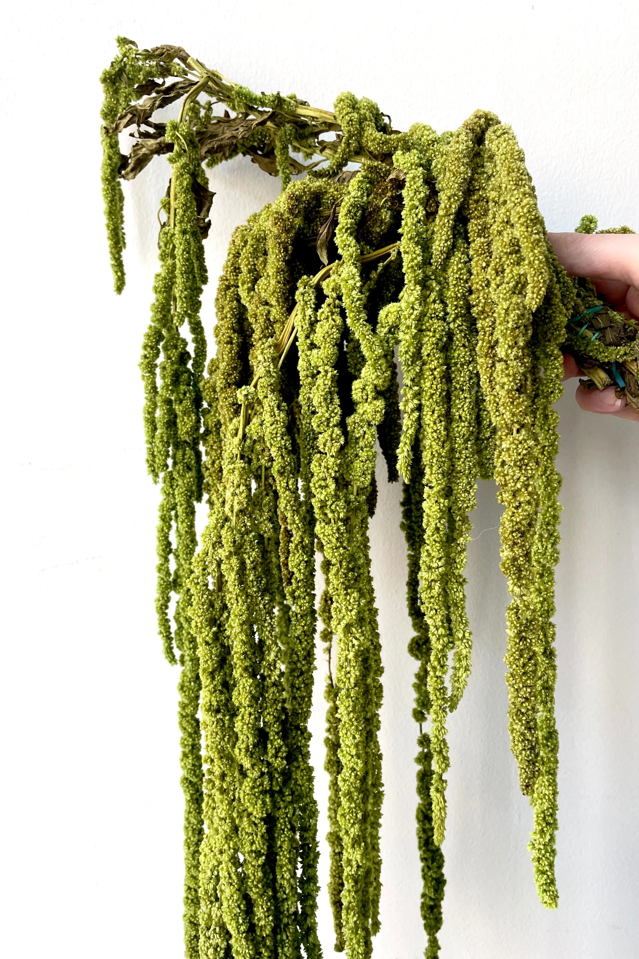 Amaranthus Light Green Color Preserved Bunch indoor houseplants  