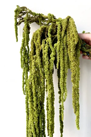 Amaranthus Light Green Color Preserved Bunch indoor houseplants  