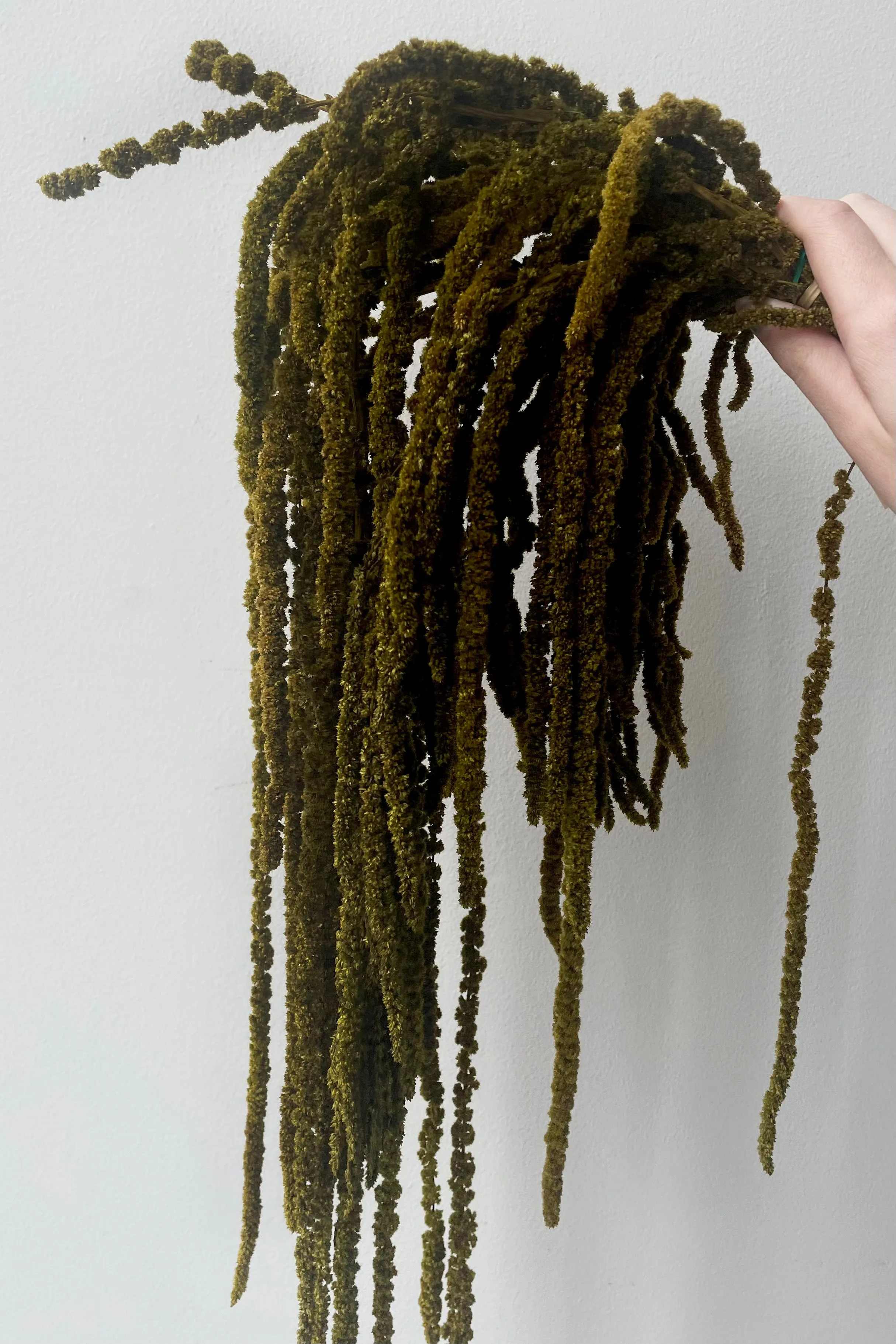Amaranthus Olive Color Preserved Bunch