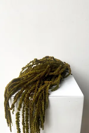 Amaranthus Olive Color Preserved Bunch indoor houseplants  