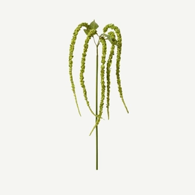 Amaranthus Spray xl flower pot  