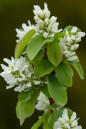 Amelanchier 'Standing Ovation' #2 decorative flowerpot  