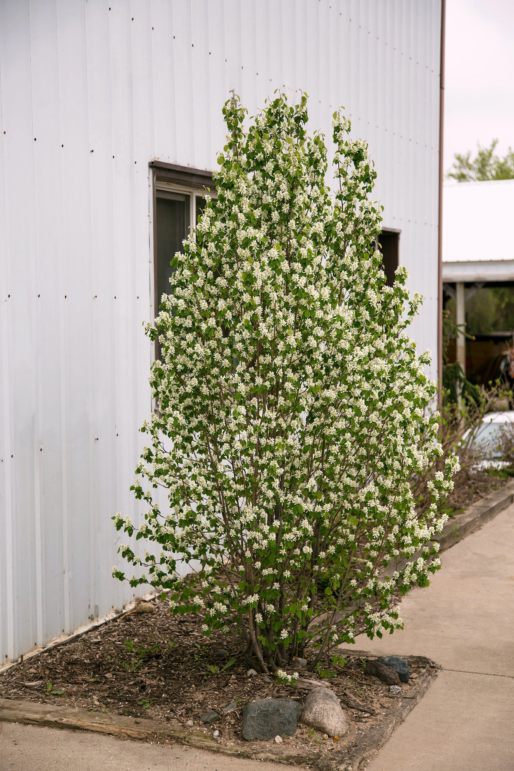 Amelanchier 'Standing Ovation' #2