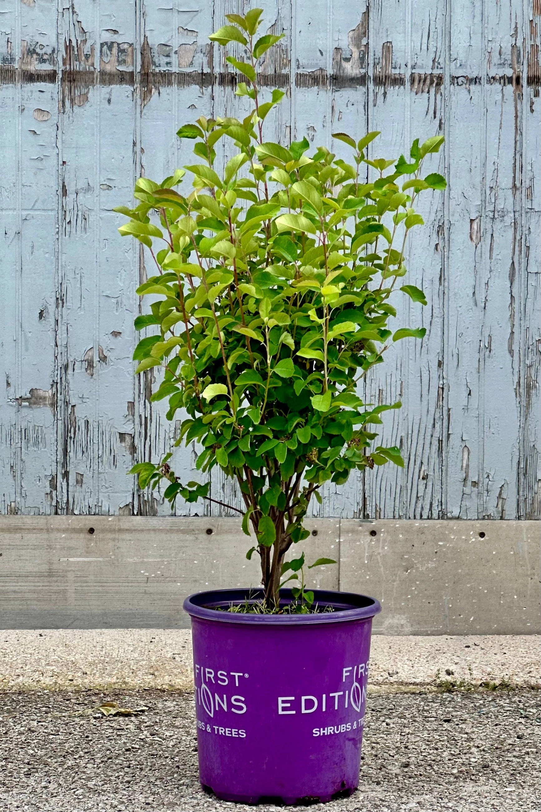 Amelanchier 'Standing Ovation' #2