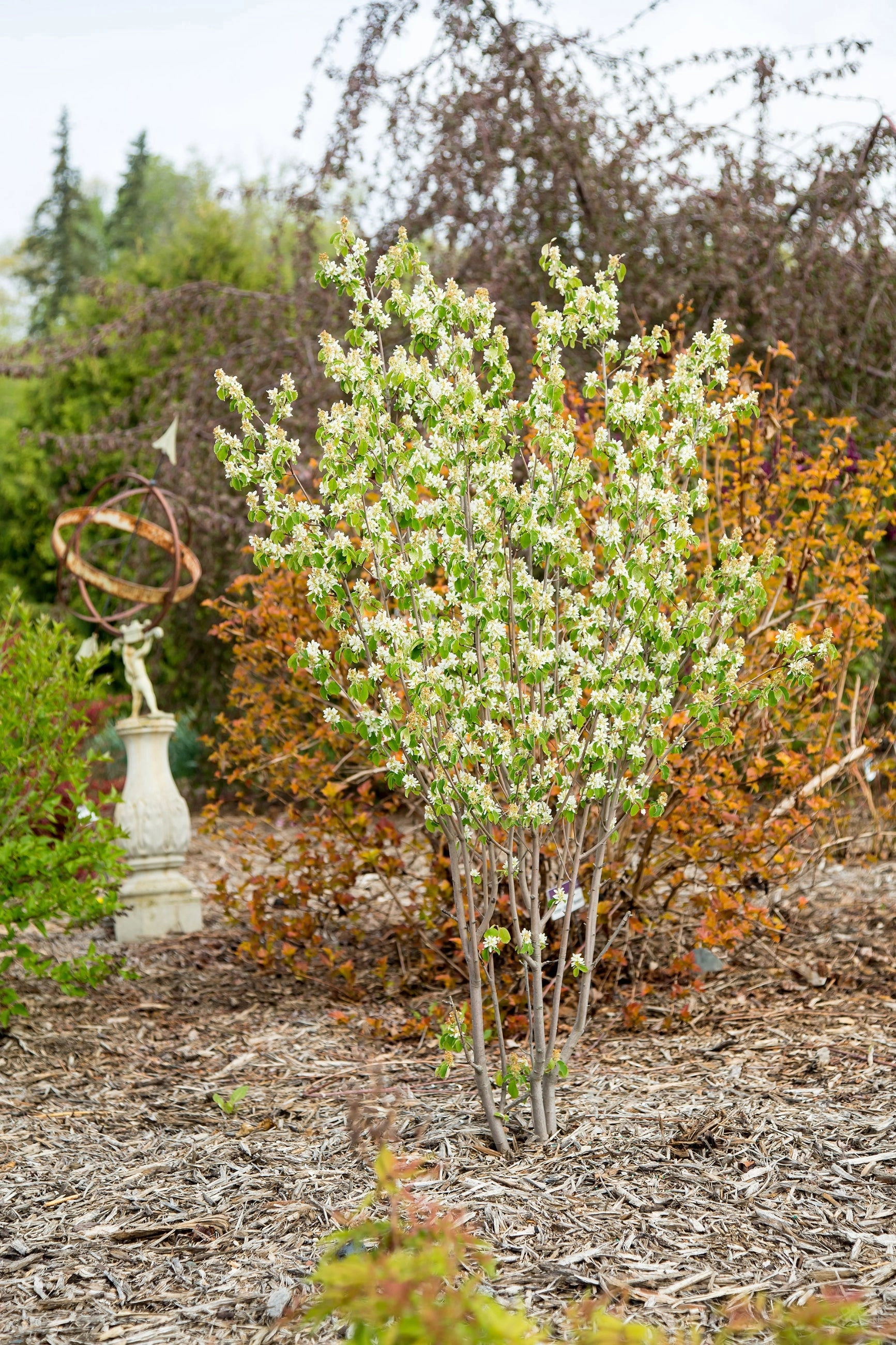 Amelanchier 'Standing Ovation' #2