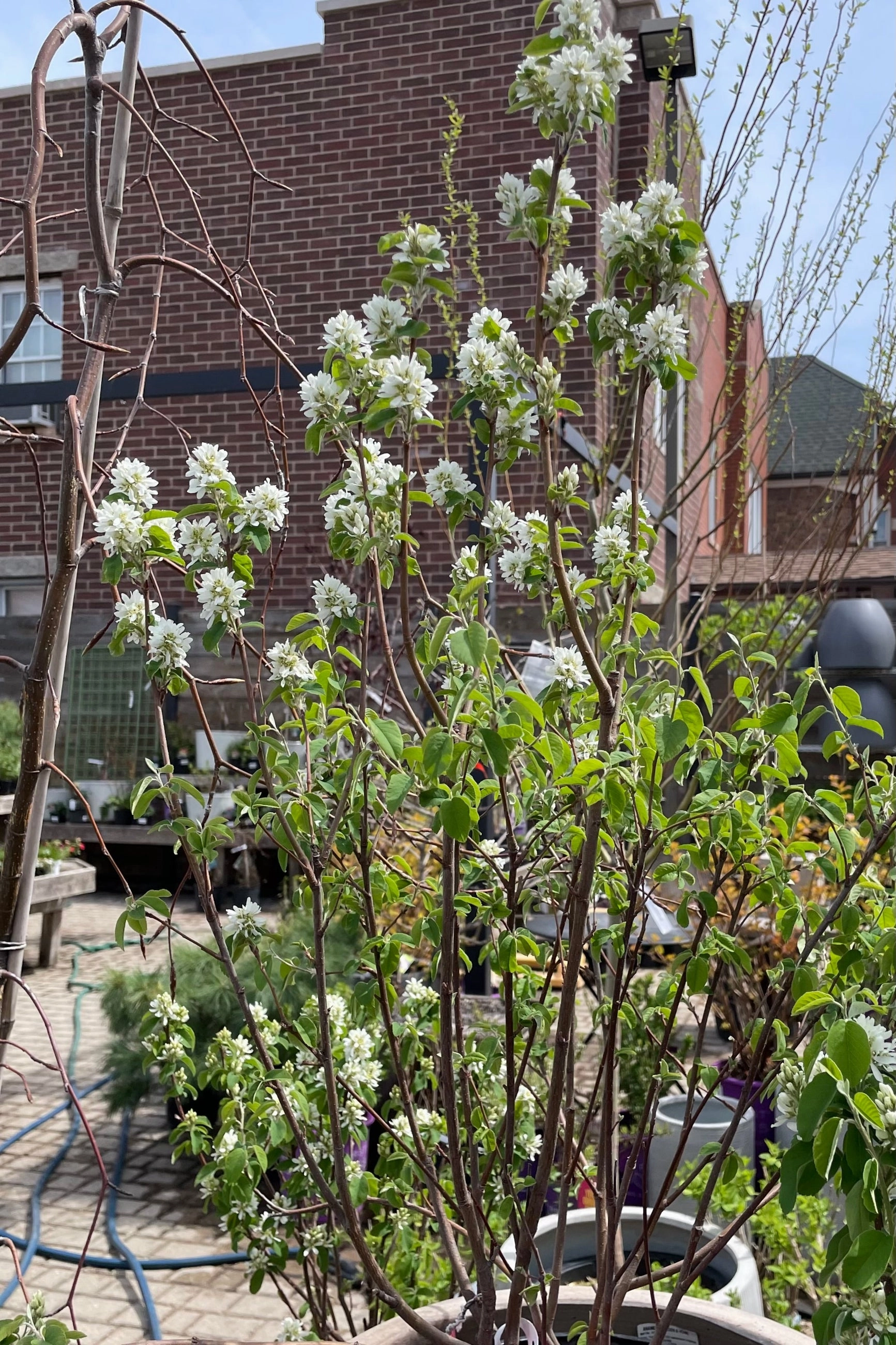 Amelanchier 'Standing Ovation' #2