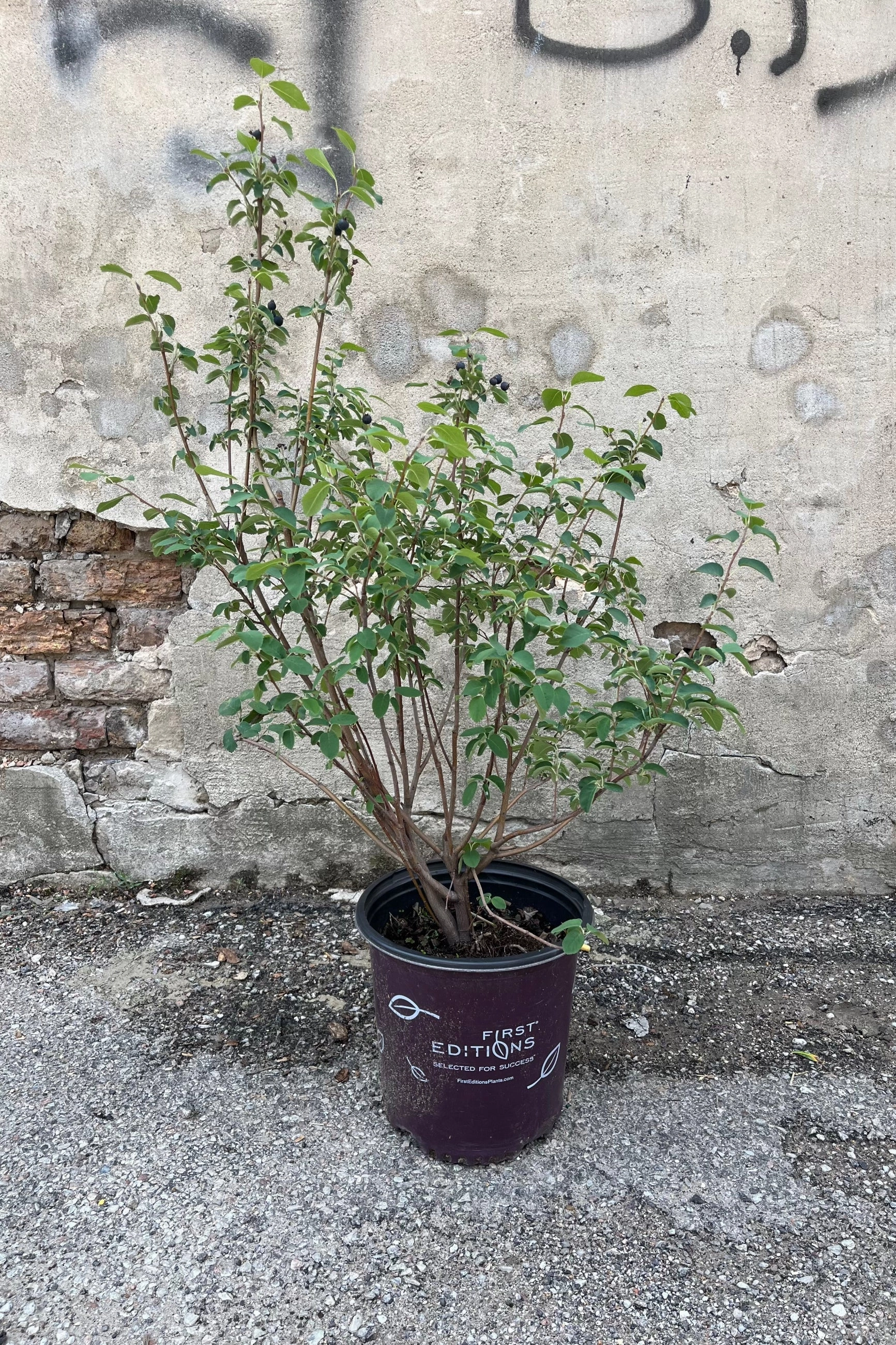 Amelanchier 'Standing Ovation' #2