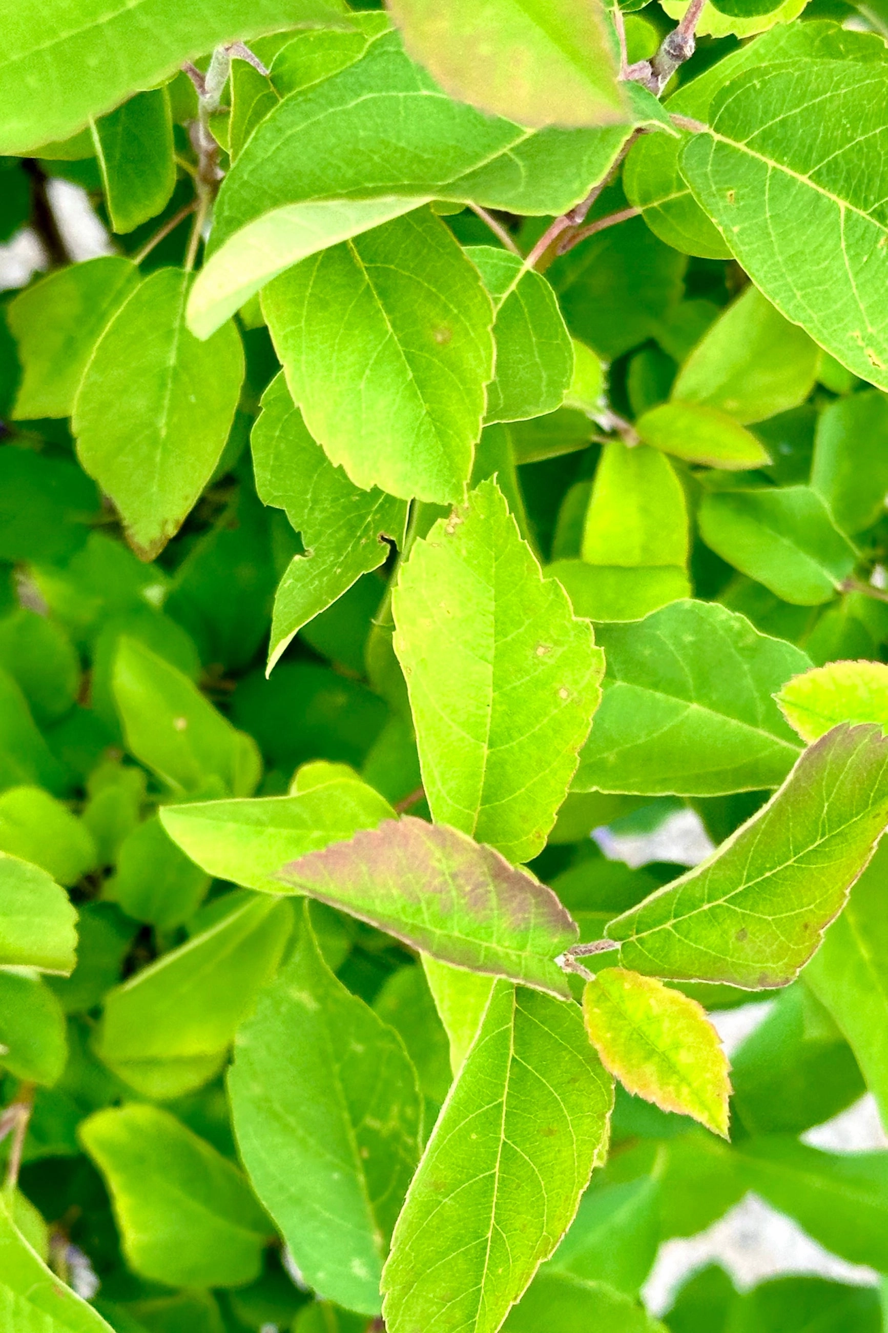 Amelanchier 'Standing Ovation' #2