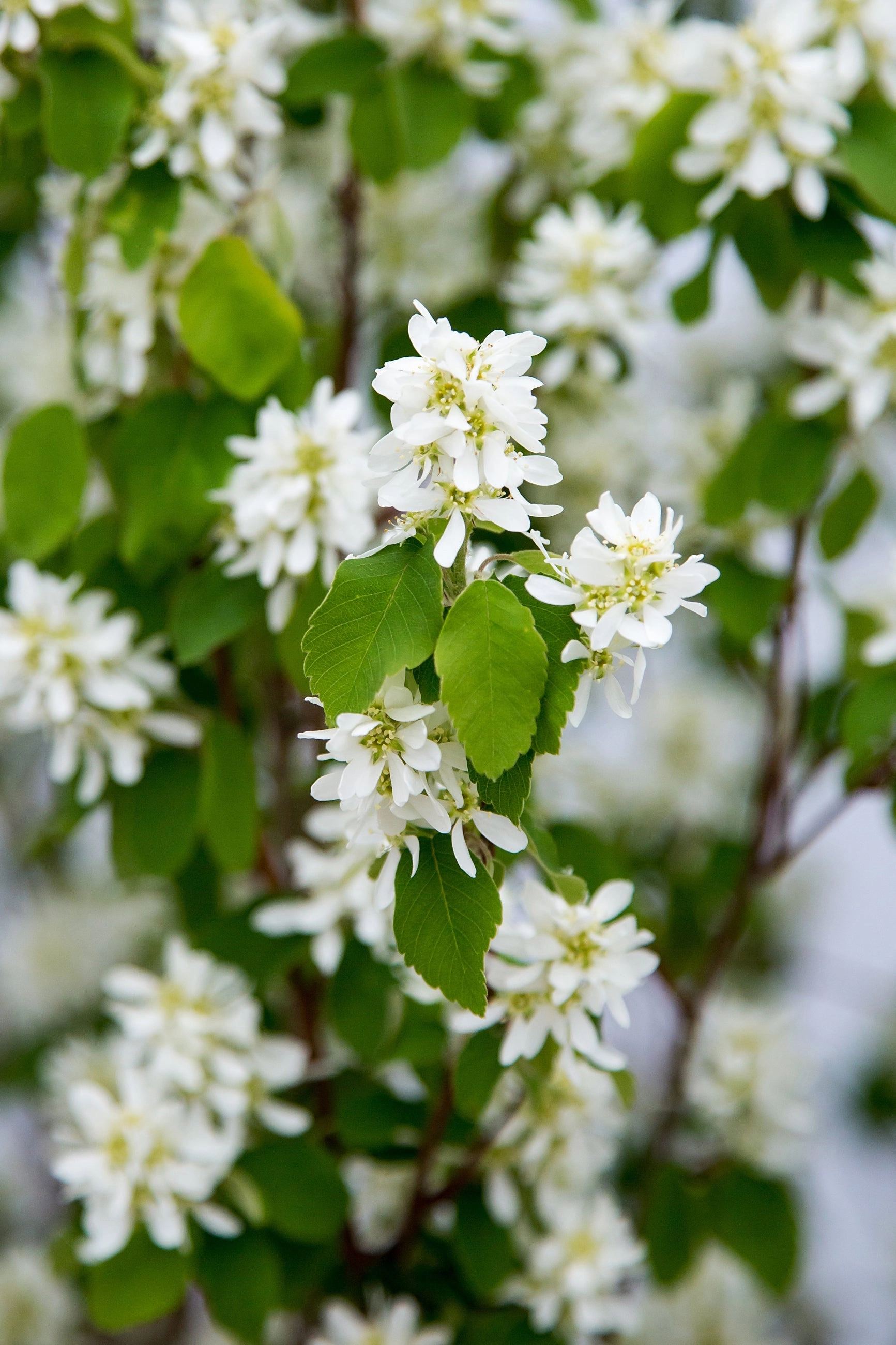 Amelanchier 'Standing Ovation' #2