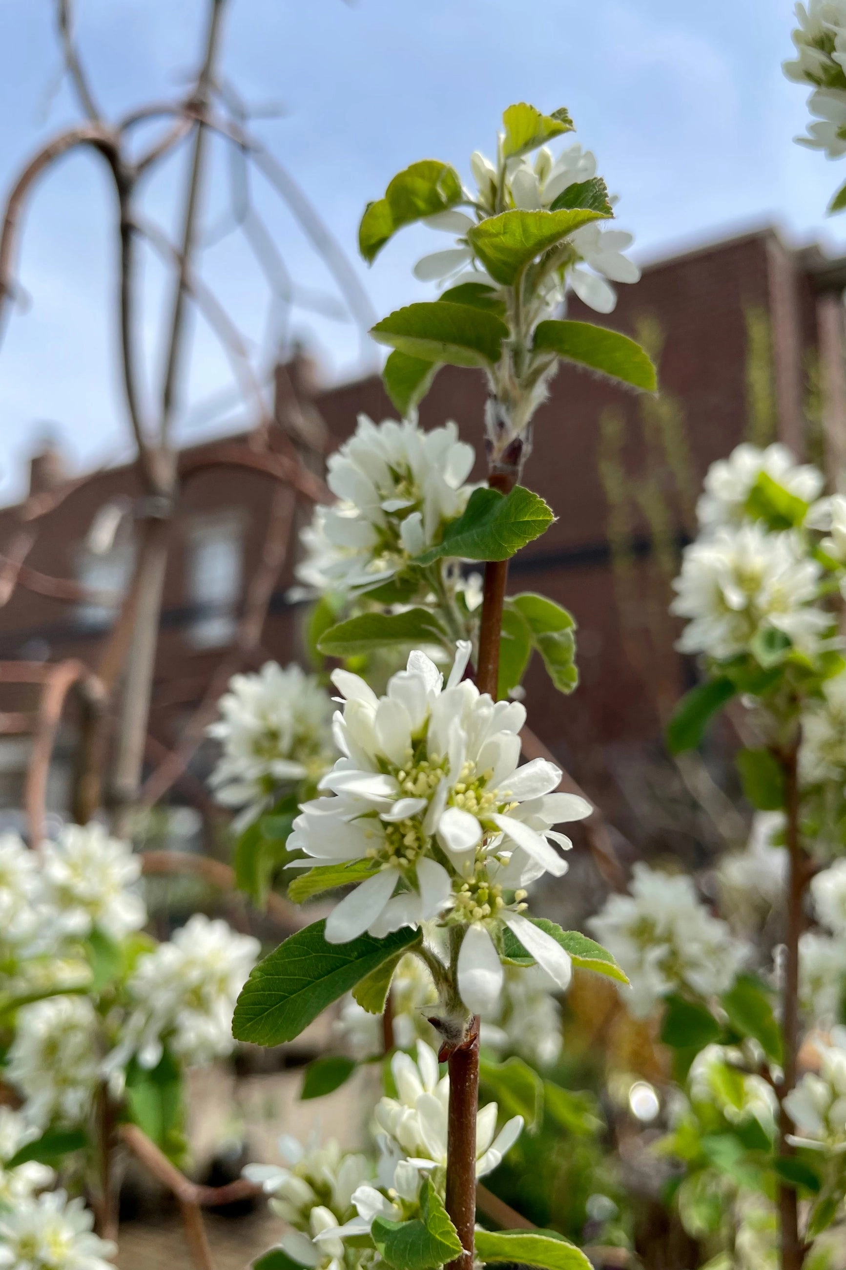 Amelanchier 'Standing Ovation' #2