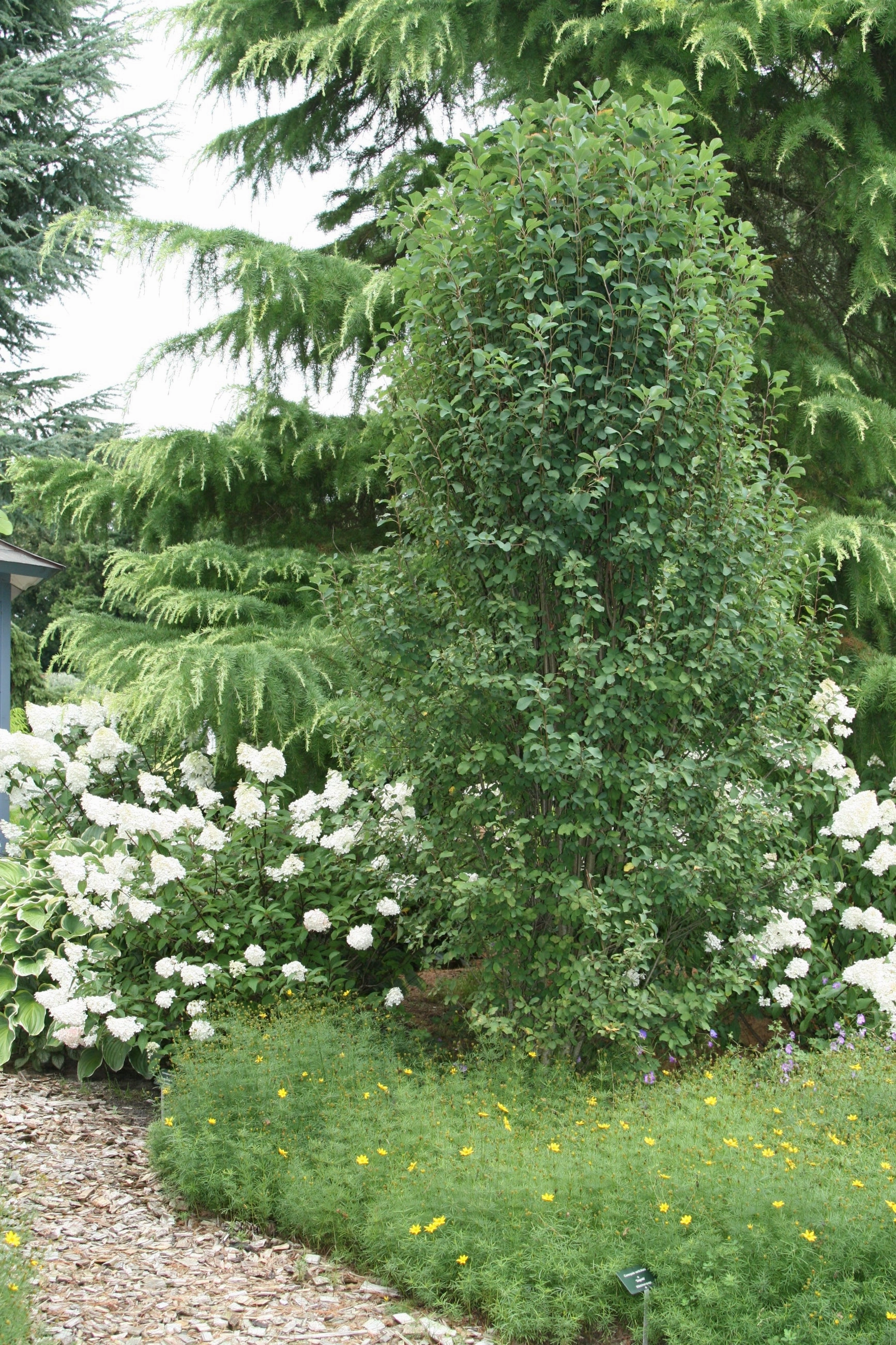 Amelanchier 'Standing Ovation' #2