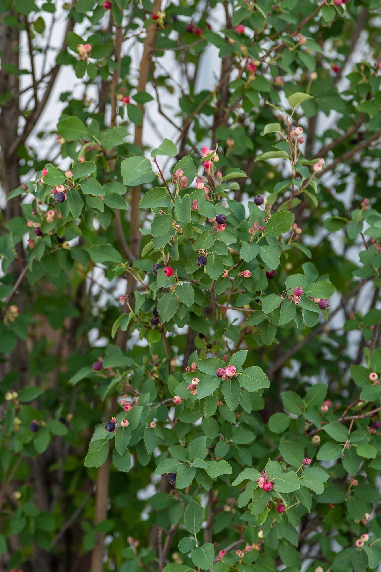Amelanchier 'Standing Ovation' #2