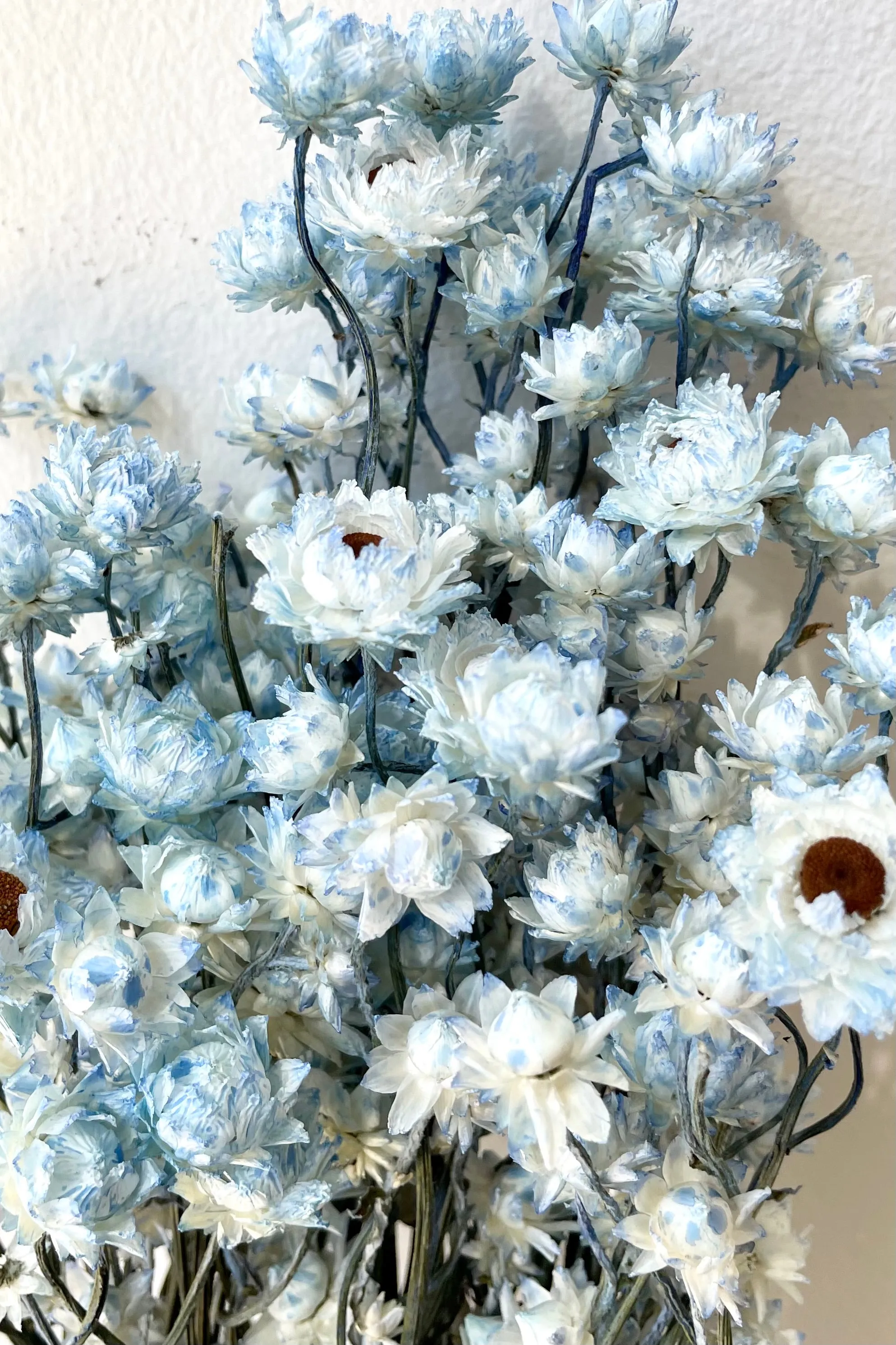 Ammobium Light Blue Color Preserved Bunch