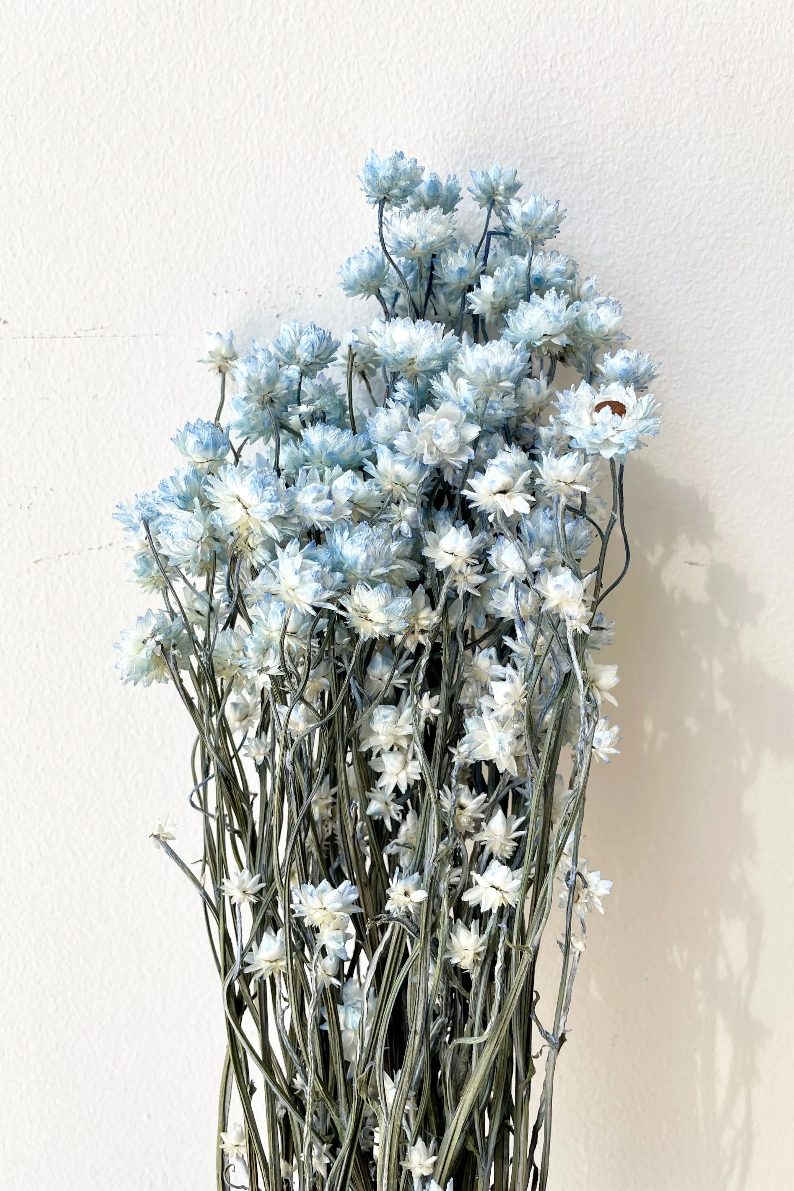 Ammobium Light Blue Color Preserved Bunch