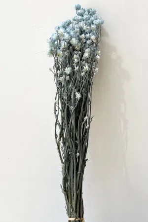 Ammobium Light Blue Color Preserved Bunch indoor houseplants  