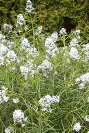 Amsonia 'Halfway to Arkansas' #1 decorative flowerpot  