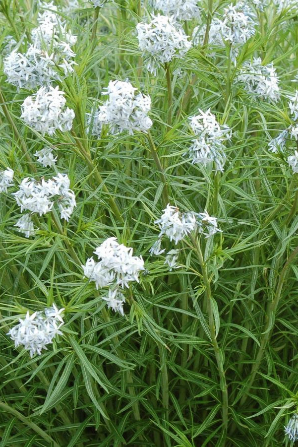 Amsonia 'Halfway to Arkansas' #1
