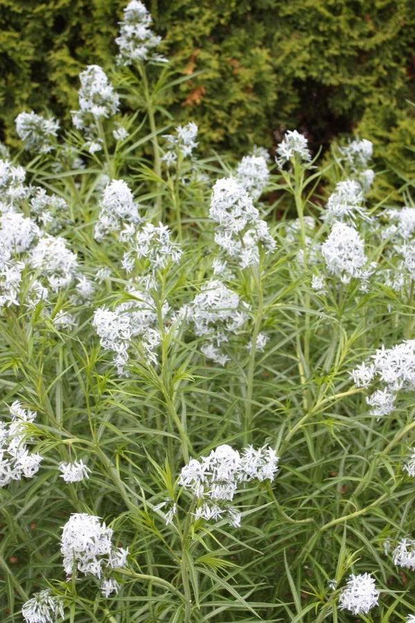 Amsonia 'Halfway to Arkansas' #1 decorative flowerpot  