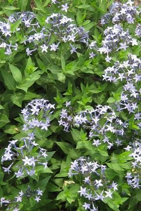 Amsonia h. 'Blue Ice' #1 decorative flowerpot  