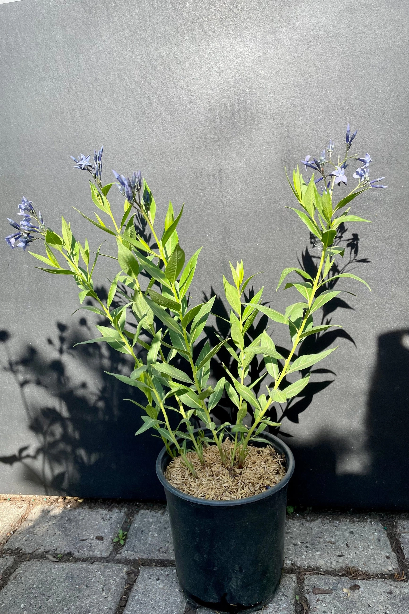 Amsonia h. 'Blue Ice' #1