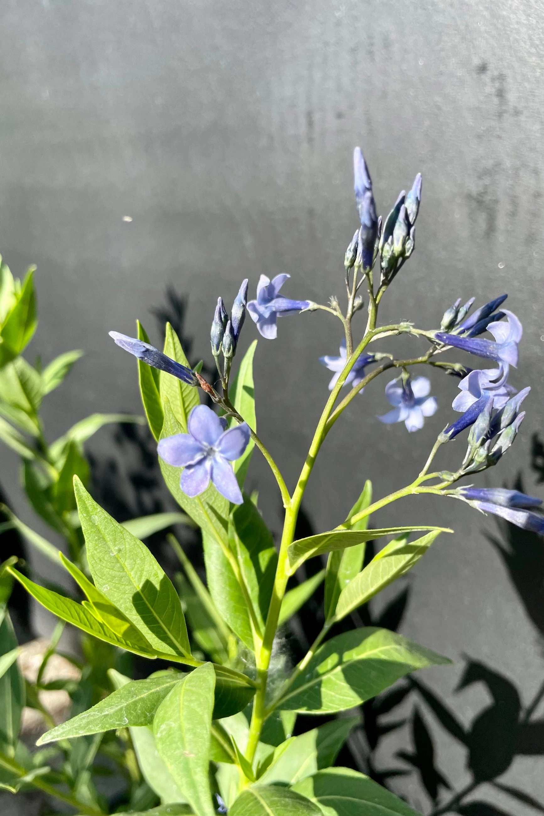 Amsonia h. 'Blue Ice' #1