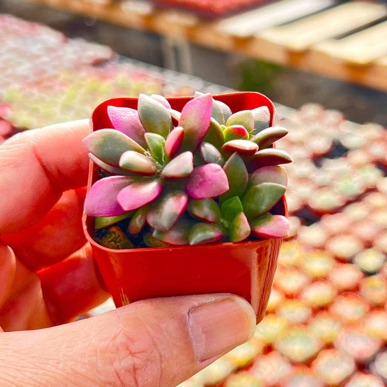 Anacampseros Telephiastrum 'Variegata'