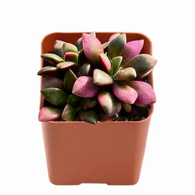 Anacampseros Telephiastrum 'Variegata' mini ornamental plant  