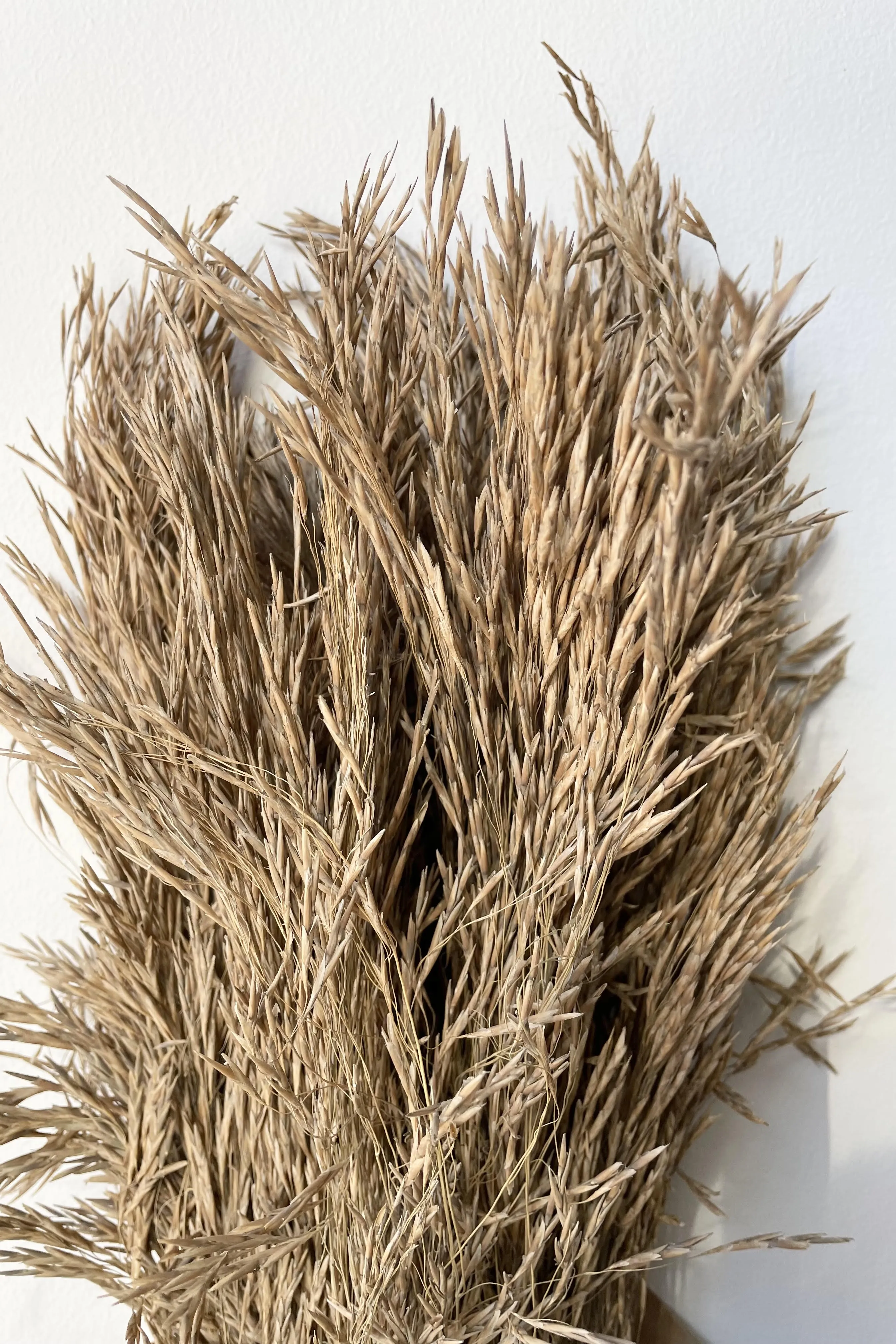 Andre Kise Natural Preserved Bunch