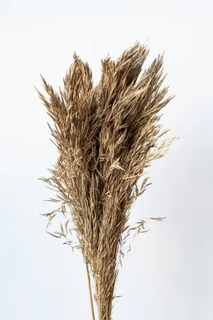Andre Kise Natural Preserved Bunch indoor houseplants  