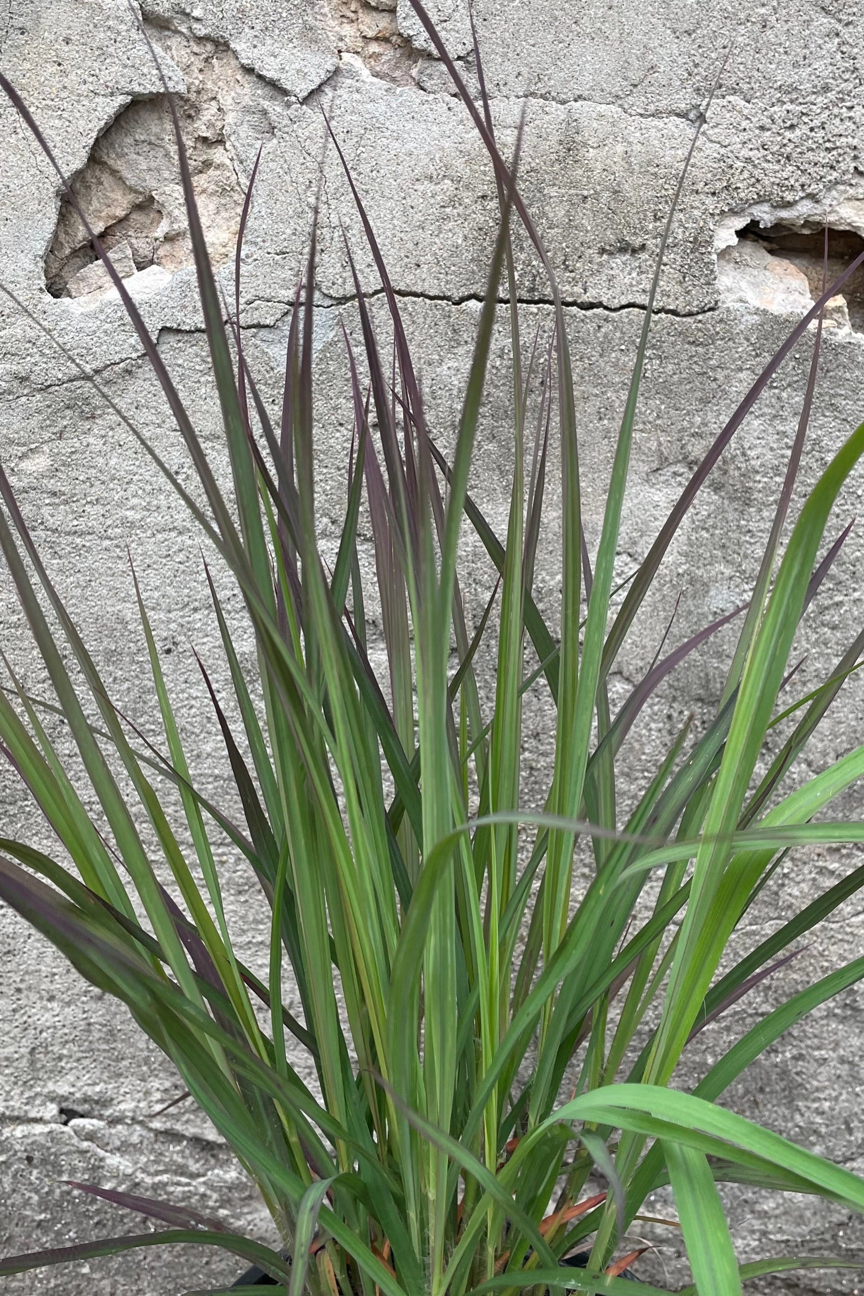 Andropogon 'Red October' #1